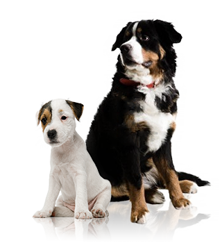 dog-img
