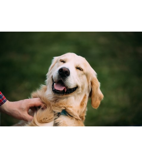 https://www.petclick.gr/image/cache/catalog/loski-477x530.jpg https://www.petclick.gr/image/cache/catalog/loski-477x530.jpg