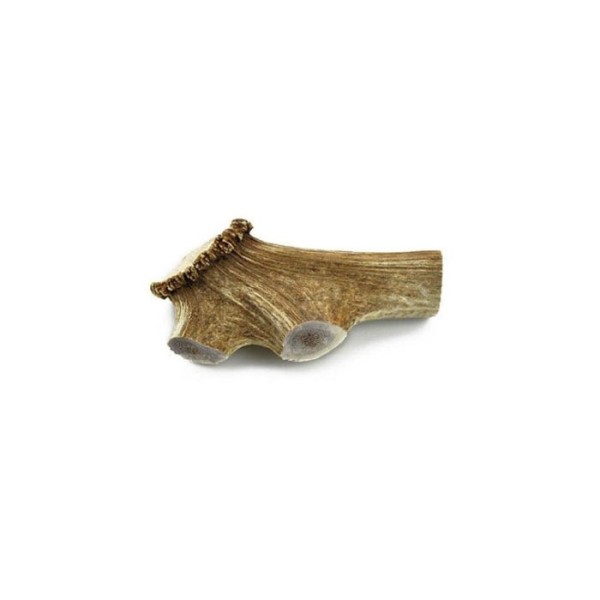 CHERVUS ELAPHUS ΦΥΣΙΚΟ ΚΕΡΑΤΟ GIANT  180-240gr