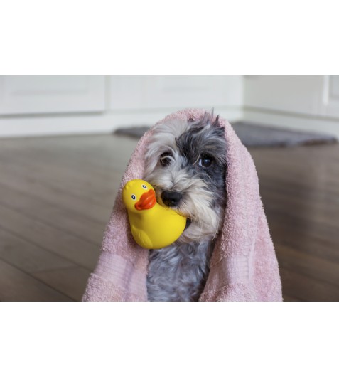 https://www.petclick.gr/image/cache/catalog/shutterstock_745642729%20(1)-477x530.jpg