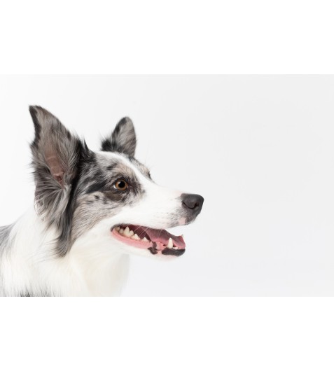 https://www.petclick.gr/image/cache/catalog/stomatiki-ygieini-skylou-477x530.jpg https://www.petclick.gr/image/cache/catalog/stomatiki-ygieini-skylou-477x530.jpg
